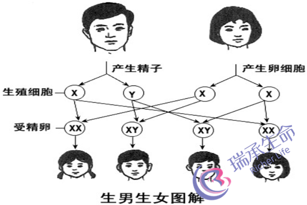 中国精子库买精子条件是什么？怎样才能买卖精子？