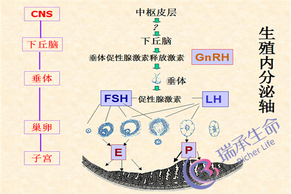 输卵管积水做腹腔镜还是试管？哪一个治疗方式更好一些？